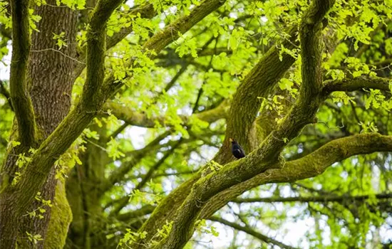 Schattenplätze schaffen Schattenplätze schaffen