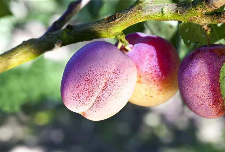 Prunus domestica 'Avalon' Prunus domestica 'Avalon'