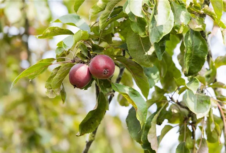 Malus domestica Malus domestica