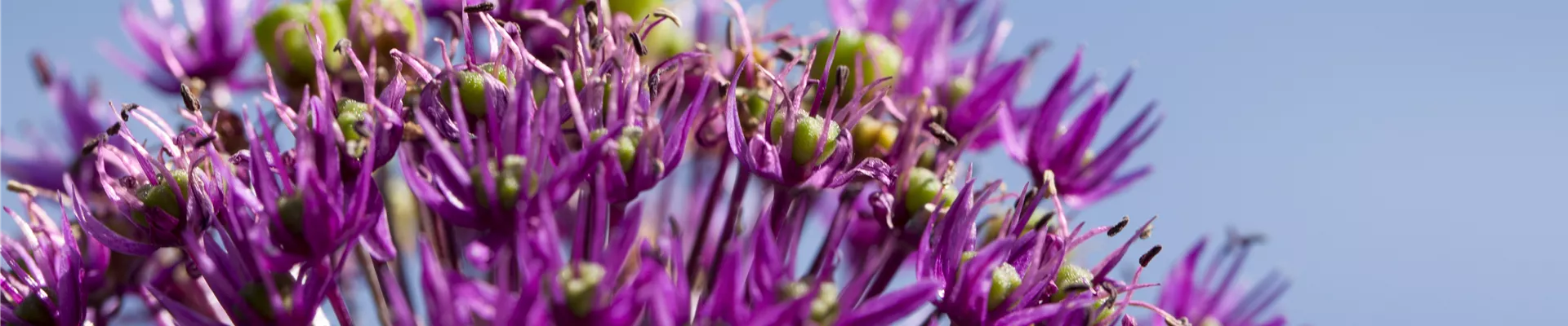 Allium aflatunense Allium aflatunense