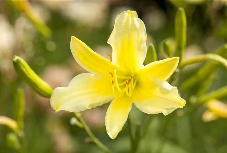 Hemerocallis Hemerocallis