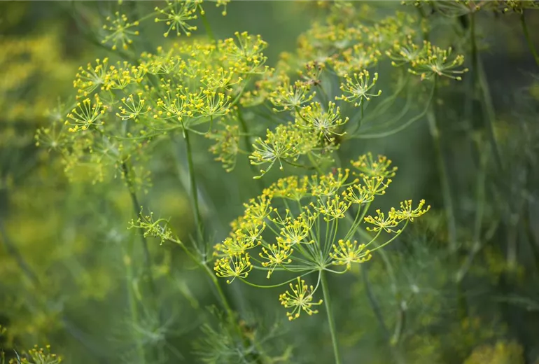 Anethum graveolens Anethum graveolens