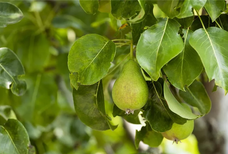 Pyrus communis Pyrus communis
