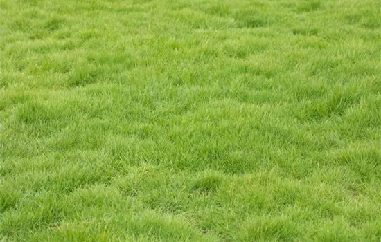 Der gepflegte Rasen Der gepflegte Rasen