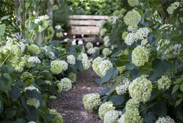 Hydrangea arborescens 'Annabelle' Hydrangea arborescens 'Annabelle'