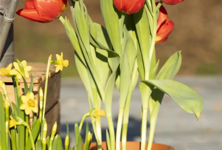 Tulipa 'Red Flair' Tulipa 'Red Flair'