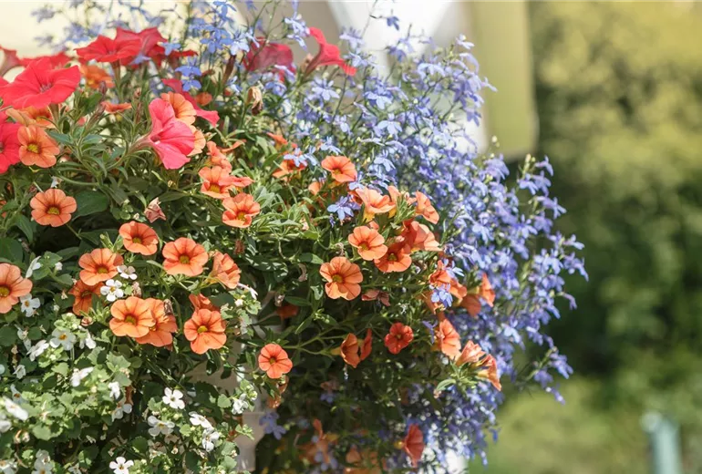 Sommerblumen Sommerblumen