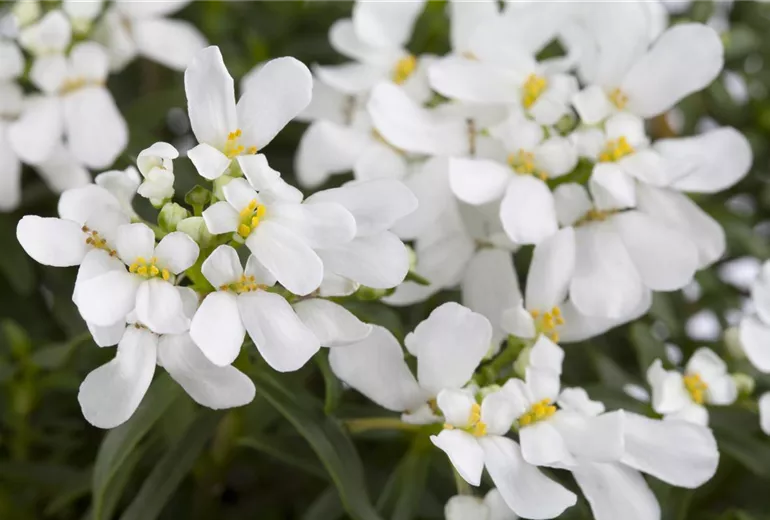 Iberis sempervirens 'Schneeflocke'