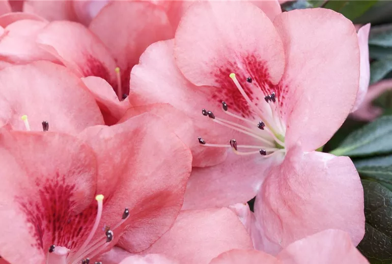 Rhododendron simsii, rosa