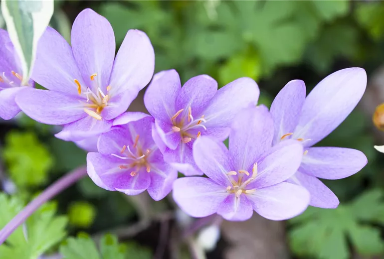 Colchicum autumnale Colchicum autumnale