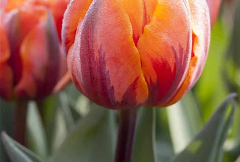 Tulipa viridiflora Tulipa viridiflora