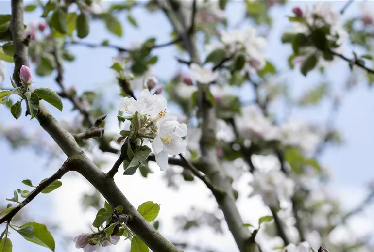 Malus domestica 'Rheinischer Bohnapfel' Malus domestica 'Rheinischer Bohnapfel'