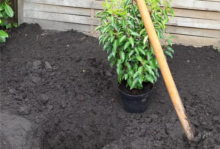 Portugiesischer Kirschlorbeer - Einpflanzen im Garten (2) Portugiesischer Kirschlorbeer - Einpflanzen im Garten (2)