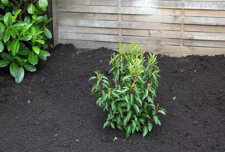 Portugiesischer Kirschlorbeer - Einpflanzen im Garten (1) Portugiesischer Kirschlorbeer - Einpflanzen im Garten (1)