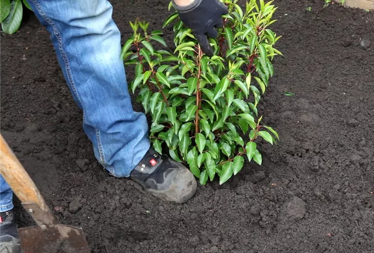 Portugiesischer Kirschlorbeer - Einpflanzen im Garten (4) Portugiesischer Kirschlorbeer - Einpflanzen im Garten (4)