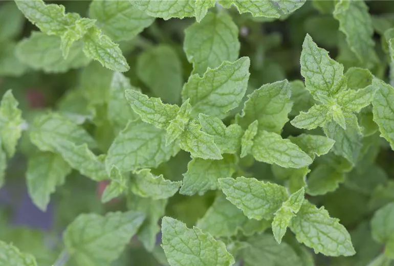 Mentha 'Erdbeere'