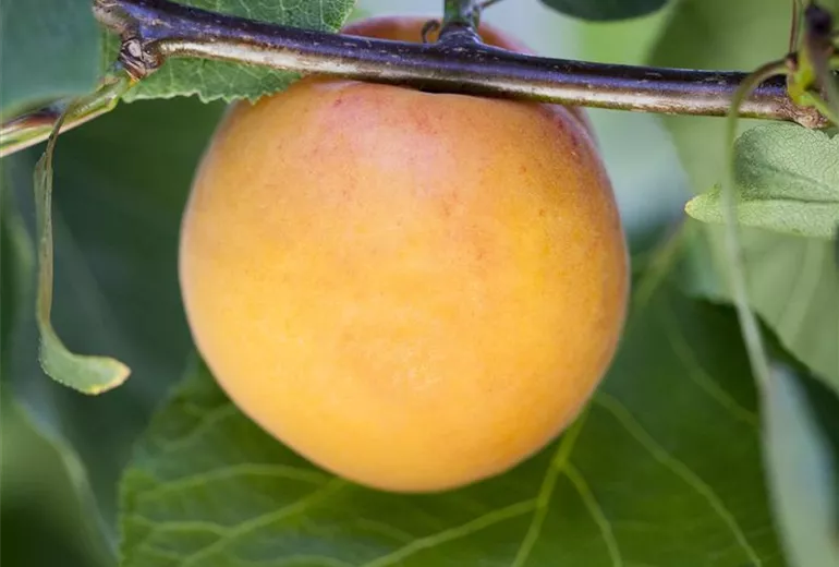 Prunus armeniaca Prunus armeniaca