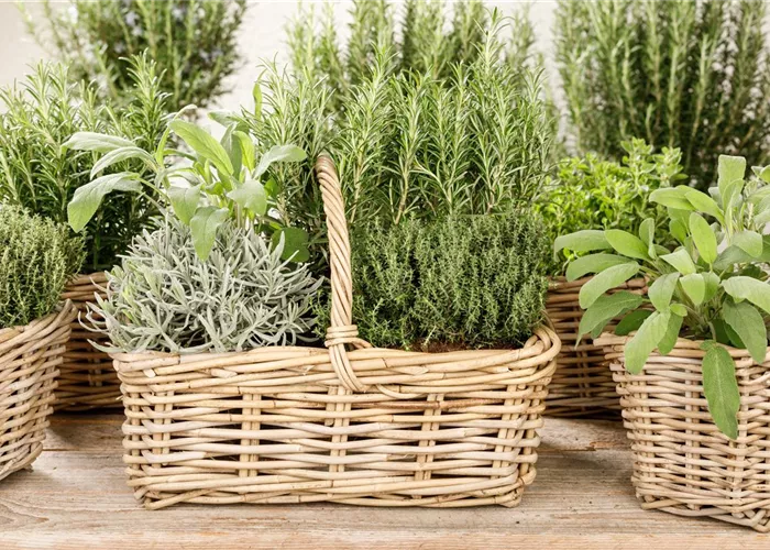 Beginn Kräutermonat Juni Beginn Kräutermonat Juni