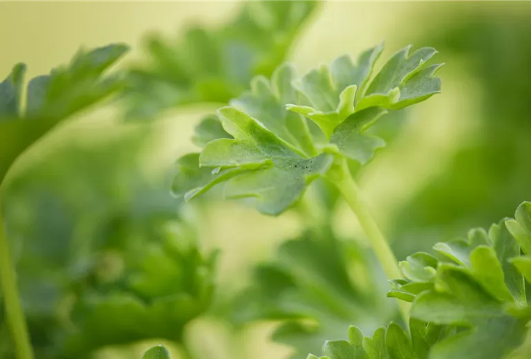 Petroselinum crispum Petroselinum crispum