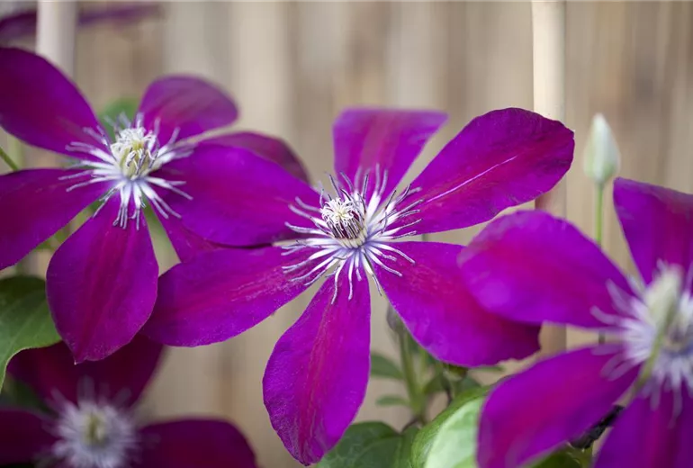 Clematis 'Westerplatte'