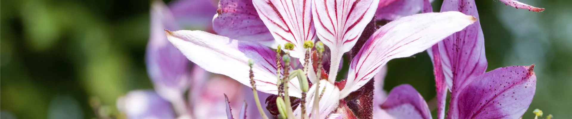 Dictamnus albus Dictamnus albus