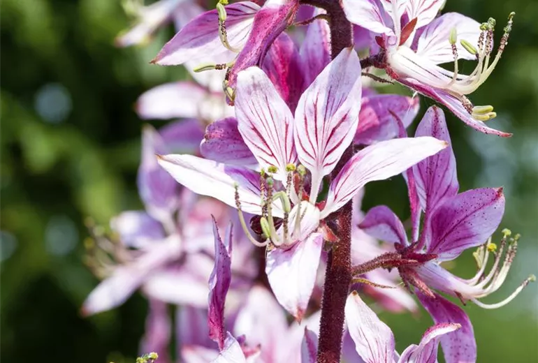 Dictamnus albus Dictamnus albus