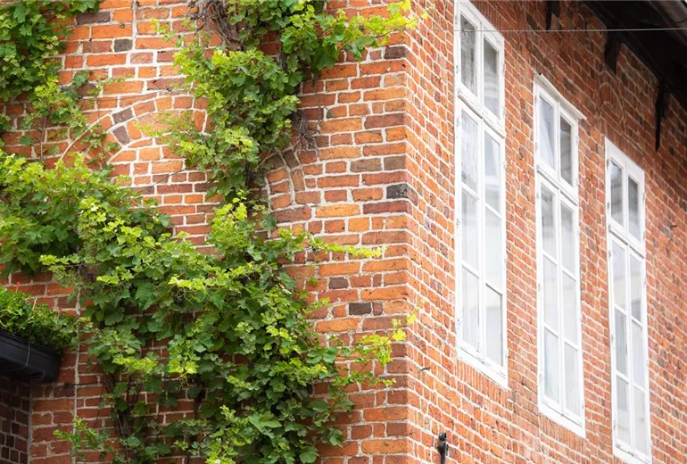 Kletterpflanzen Kletterpflanzen