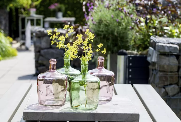 Alchemilla Alchemilla