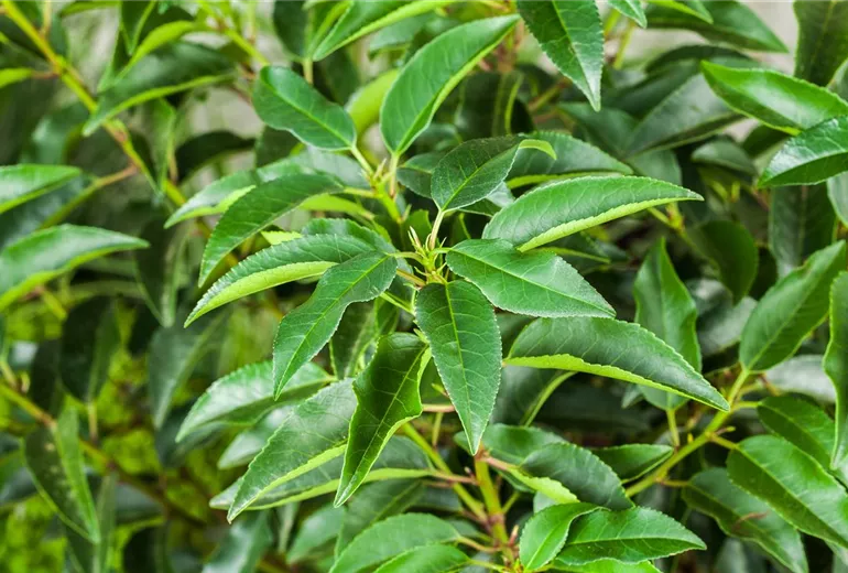 Prunus lusitanica Prunus lusitanica