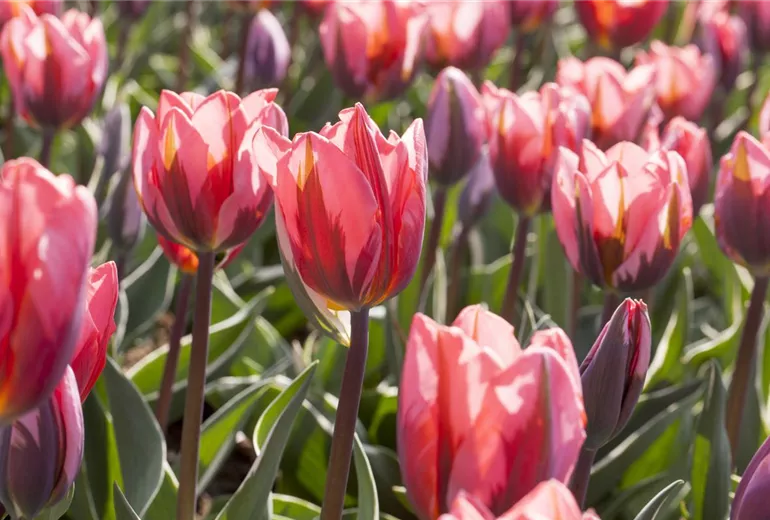 Tulipa Tulipa