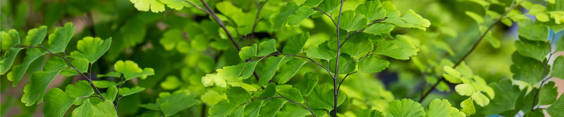 Adiantum raddianum Adiantum raddianum
