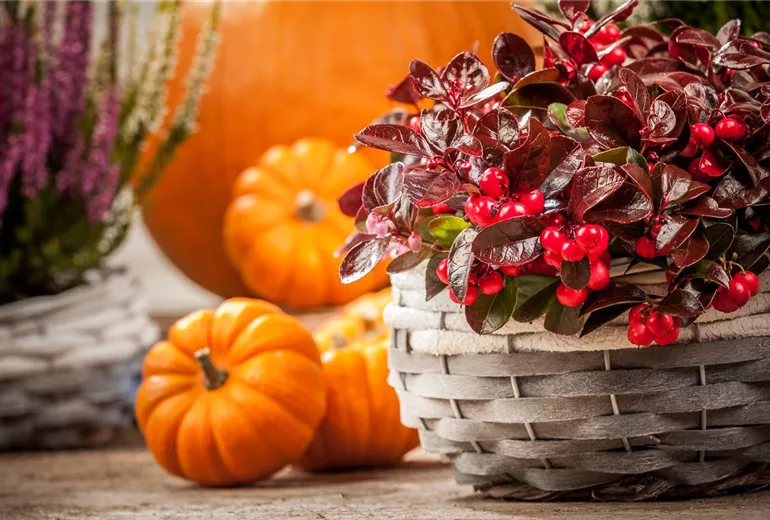 Gaultheria procumbens