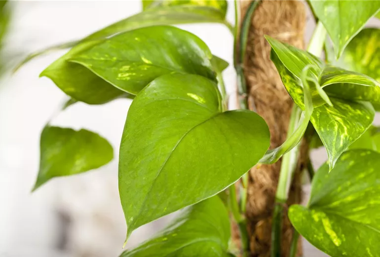 Epipremnum aureum Epipremnum aureum