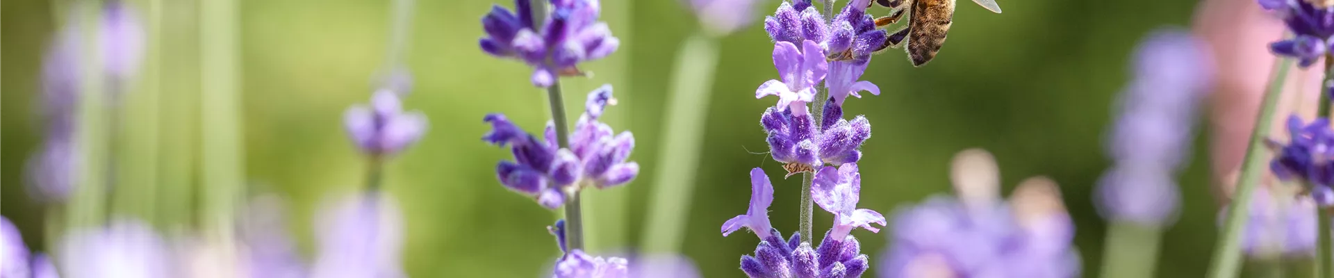Lavandula mit Biene Lavandula mit Biene