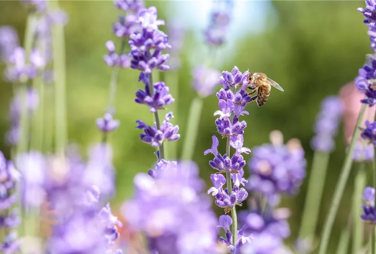 Lavandula mit Biene Lavandula mit Biene