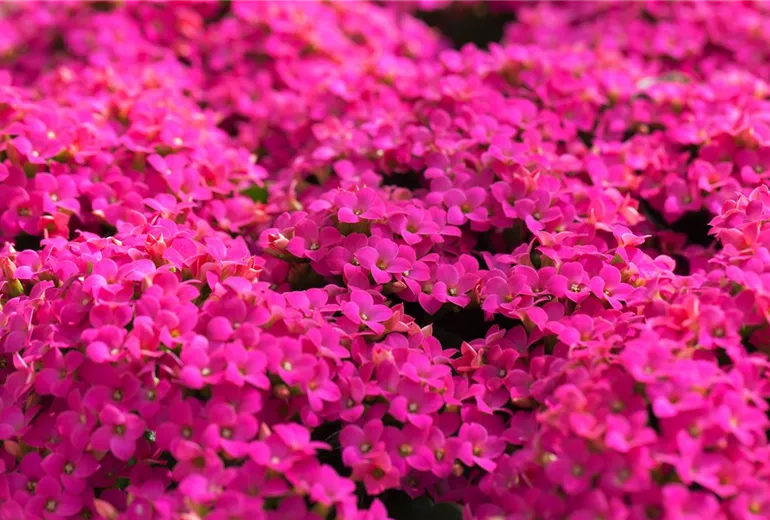 Kalanchoe blossfeldiana 'Poseidon' Kalanchoe blossfeldiana 'Poseidon'