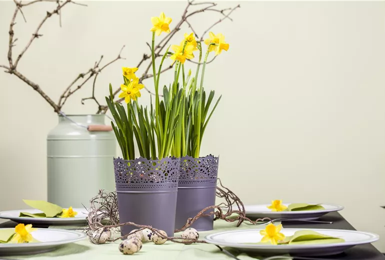 Narcissus, großkronig Narcissus, großkronig