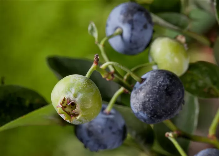 Heidelbeeren – die blauen Super-Beeren Heidelbeeren – die blauen Super-Beeren