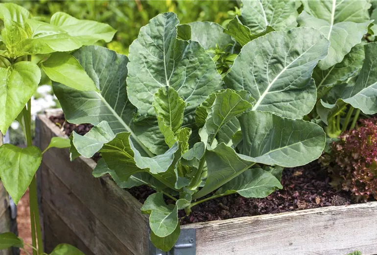 Brassica oleracea var. gongylodes Brassica oleracea var. gongylodes