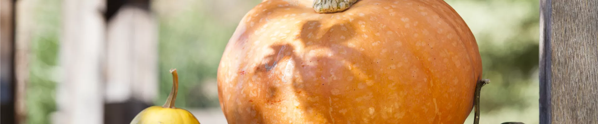 Cucurbita maxima Cucurbita maxima