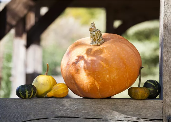 Kürbisernte Kürbisernte