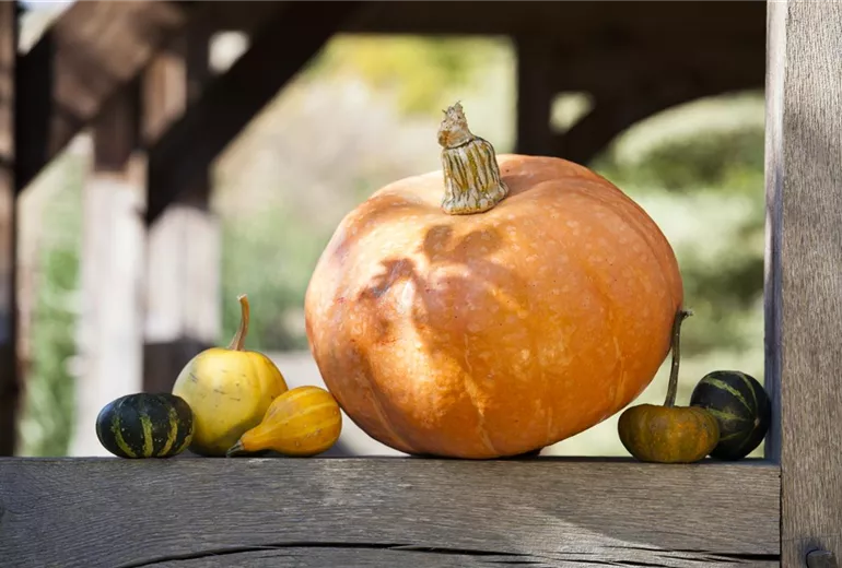 Cucurbita maxima Cucurbita maxima