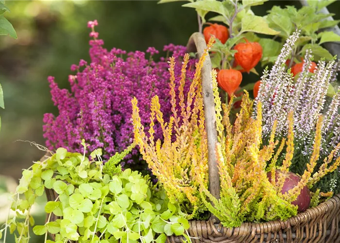 Ab in die Kiste! Herbstliche Deko mit Besenheide