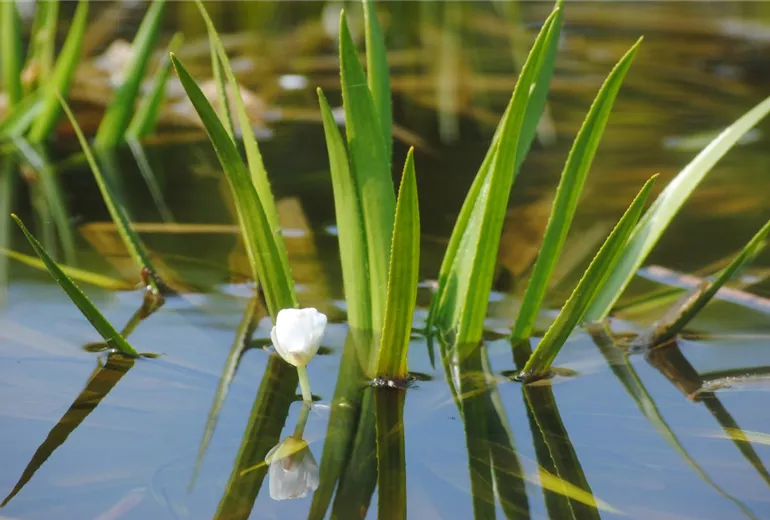 Stratiotes aloides Stratiotes aloides