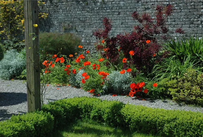 Papaver orientale, rot Papaver orientale, rot