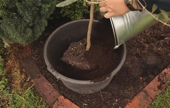 Olivenbaum - Überwintern Olivenbaum - Überwintern