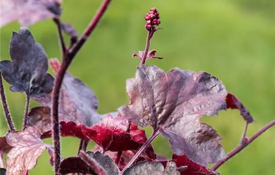 Silberglöckchen - Einpflanzen im Garten Silberglöckchen - Einpflanzen im Garten