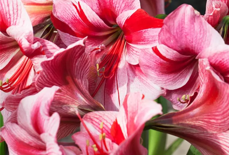 Hippeastrum 'Gervase'