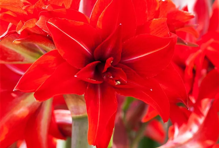 Hippeastrum 'Double Delicious'