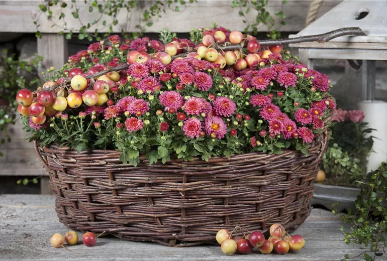 Chrysanthemum indicum Chrysanthemum indicum